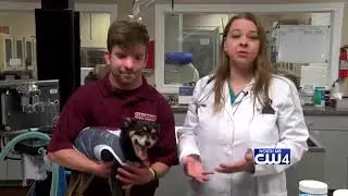 Animal Health 5/8/18 - Anal Gland Problems