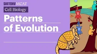 Patterns of Evolution: Divergent, Convergent & Parallel (Full Lesson) | Sketchy MCAT