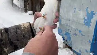 Пермские голуби,самцы