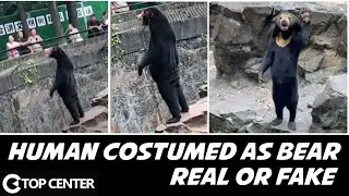 Hangzhou Zoo Bear Video | Man in Bear Suit or Real Sun Bear?