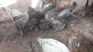 الدجاج بدون بيض هدة الأيام