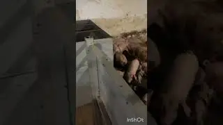 Откорм  свиней Видео Отзыв от клиента Сравнение кормушек Плюсы Мминусы