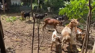 Kunting update sa alaga nating kambing; laking tulong ang pagtatanim ng sweet pearl corn