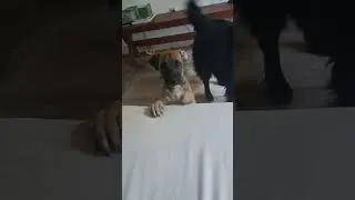5 minutes of canine cuteness