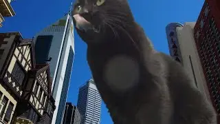 Catzilla ; The Giant Shadow Terrorises Perth, part 1