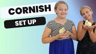 Cornish Cross Broiler Chick Set-up for Meat Chickens