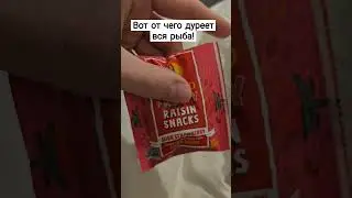Вот от чего дуреет вся рыба! Насадка вместо мотыля для рыбалки! #рыбалка #авторскаяприкормка