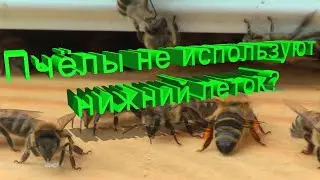 Профессор Кашковский: Пчёлы не используют нижний леток, почему?