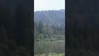 Краснокнижный черный аист на берегу реки Мрассу #рекомендации #аист