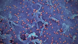 John Hurt P.I.F. - Coronavirus