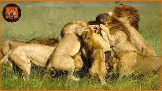 Deadliest Lion Attacks On Earth Ever Recorded | Animal Fights