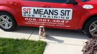 Pug Obedience Training