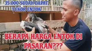 BERAPA HARGA 1 EKOR ENTOK DI PASARAN❓️