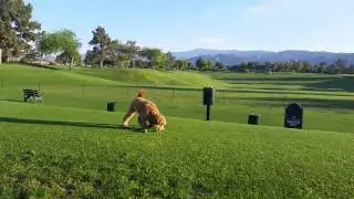 Coney at Westin Palm Springs