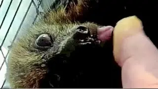 Injured flying-fox in care 4:  Sichuan is well enough to go to a carer
