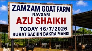 SURAT SACHIN BAKRA MANDI 16/7/2026 BY ZAMZAM GOAT FARM NAVSARI (AZU BHAI ) GUJARAT BAKRA MANDI VIRAL