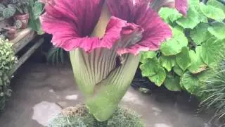 Flower Smells like a Dead Corpse
