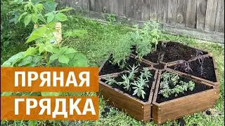 Пряная грядка