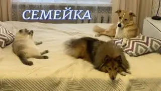 Дружная семейка