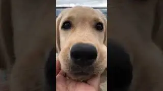 DO YOU THINK IM CUTE IF YOU THINK IM CUTE JOIN ME ON MY JOURNEY OF GROWING WOFWOF#labrador #puppies
