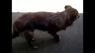 Pernah liat anjing goyang???