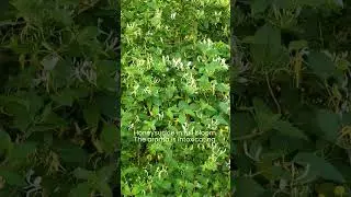 Honeysuckle in full bloom. Aroma is intoxicating. #honeysuckle #honey #bloom #plants #flowers