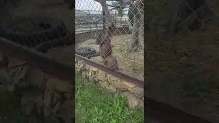 Планета обезьян