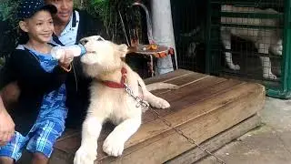 Looks Like Christian the Lion being nursed these modern times