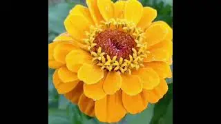 Full of Life by Christine and the Queens #wildlife #bees #nature #michigan #animalshorts #pagan