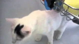 Bath Cat