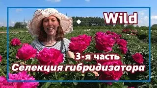 Пионы гибридизатора Уайлда. Часть 3 / Сад Ворошиловой