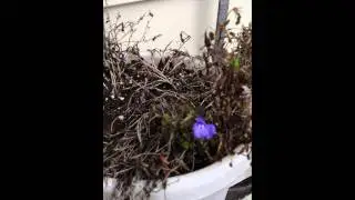 iPhone 4S Comparison Video