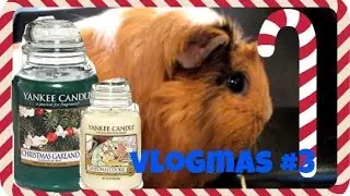 my guinea pigs and yankee candles | vlogmas #3