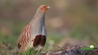 Opération repeuplement  - Perdrix de souche sauvages