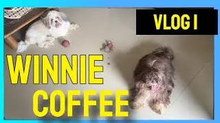 Shih Tzu I Winnie & Coffee I Vlog 1
