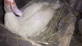 14 DUCKIES / SUPER CUTE DUCKIES UPDATE