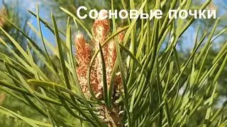 Сосновые почки