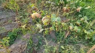 огородные вкусняшки для кур )