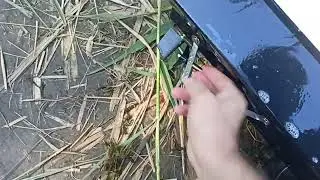 Флайкарп на воде.