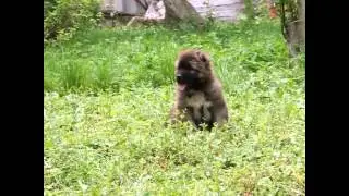 Puppies for sale! Males, 47 days