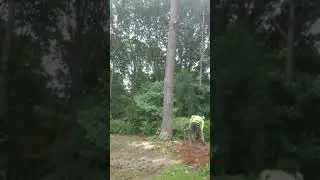 Big tree boi fall!!