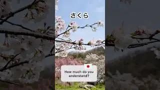 Cherry Blossoms in Japan |1-Minute Japanese Listening Practice