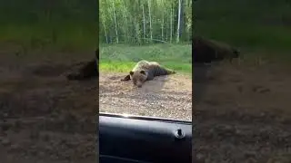 Hello Mr bear