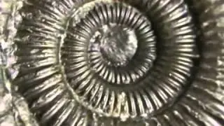 золотое сечение