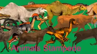 Wild Animals Stampede Running and Walking Green Screen Blue Screen Best HD Animals Green Screen Vide