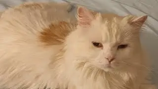 💥😁Подруга детства в гостях!)Масику сделали причёску и кажется ему не понравилось!😂👍