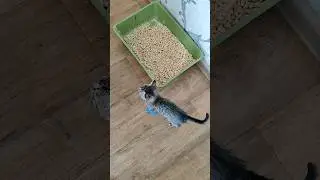 Собираю Тимочку на Укольчики #котята #kitten