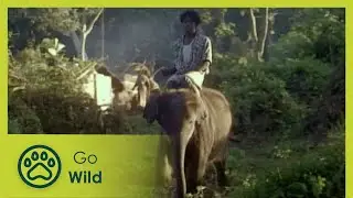 Indian Elephants - Fantastic Creatures - Go Wild