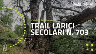 Trail Larici Secolari N.703 // Val di Sole Bikelog