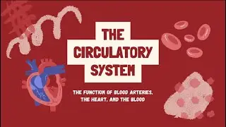 The Circulatory System #artery #capillaries #veins